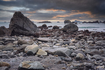 5种“大叶花”你知道吗