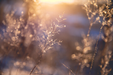 动物兄弟大猩猩超能力第几集