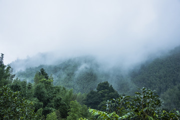 南极生活的动物有哪些